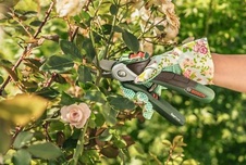 Bosch EasyPrune - akumulátorové zahradní nůžky - getCachedImage (10)