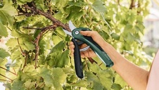 Bosch EasyPrune - Akumulátorové zahradní nůžky - getCachedImage (36)